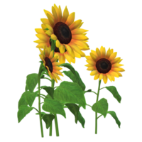 sunflower realistic funny style 3D Rendering png