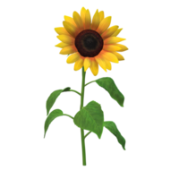 Sonnenblume realistisch komisch Stil 3d Rendern png