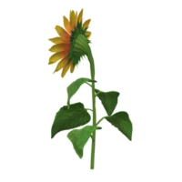 girasole realistico divertente stile 3d interpretazione png