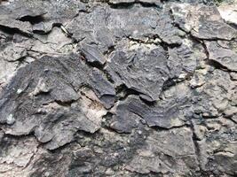 The bark pattern is the seamless texture of the tree. For background wood work, Brown hardwood bark photo