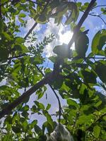 hojas, leña menuda y guayaba arboles en el jardín foto