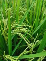 maduro arroz en agrícola campo. natural antecedentes de arroz en agrícola tierra. selectivo atención foto