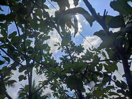 hojas, leña menuda y guayaba arboles en el jardín foto