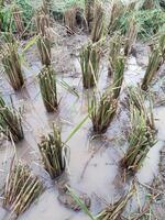 remaining rice roots and rice stalks that have been harvested photo