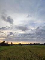 atmósfera de arroz campos en el tarde y puesta de sol foto