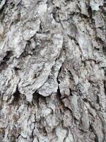 The bark pattern is the seamless texture of the tree. For background wood work, Brown hardwood bark photo