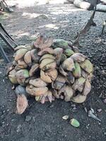 coconut husk or coconut fiber photo