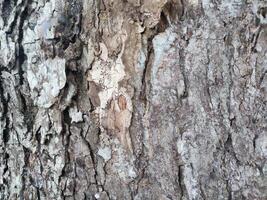 el ladrar modelo es el sin costura textura de el árbol. para antecedentes madera trabajar, marrón madera dura ladrar foto