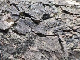 The bark pattern is the seamless texture of the tree. For background wood work, Brown hardwood bark photo