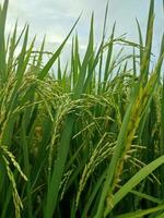 maduro arroz en agrícola campo. natural antecedentes de arroz en agrícola tierra. selectivo atención foto