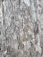 The bark pattern is the seamless texture of the tree. For background wood work, Brown hardwood bark photo