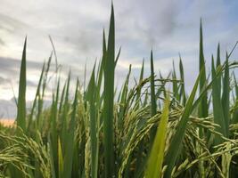 Ripe rice in agricultural field. Natural background of rice on agricultural land. selective focus photo