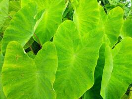 Leaves of the Elephant Ear Colocasia Taro plant photo