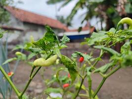 Pimiento frutescens 'Tabasco' o Tabasco pimienta de cosecha propia en un pequeño patio interior. foto