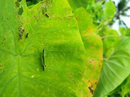 Grasshopper on the Leaves of an Elephant Ear Colocasia Taro plant photo