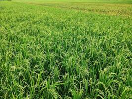 maduro arroz en agrícola campo. natural antecedentes de arroz en agrícola tierra. selectivo atención foto