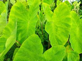 Leaves of the Elephant Ear Colocasia Taro plant photo