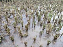 restante arroz raíces y arroz tallos ese tener estado cosechado foto