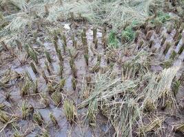 remaining rice roots and rice stalks that have been harvested photo