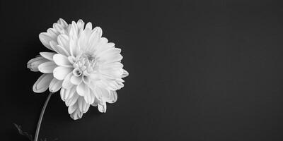 AI generated Monochrome photo of a flower against a dark background. Copy Space