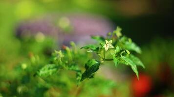 Chili Blumen blühen frisch im das Morgen. schließen oben von ein Blume von Chili Pflanzen Das blühen im das Garten. video