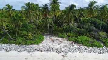 Maldives island with tropical sandy beach with palm trees on sunny day. Aerial view video