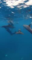 delfines vaina nadando submarino en azul océano. delfín familia submarino video
