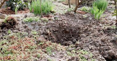 croissance plante dans le arrière-cour jardin. aménagement paysager en train de préparer des trous pour plantation les plantes dans le sol. video