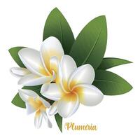 White vector realistic plumeria, tropical flower