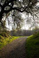 Dirt trail through park winding around curve photo