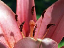 Pinkish flower closup of stamen and petals photo