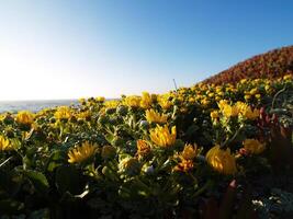 amarillo flores en hielo plantas del Norte California playa foto