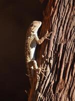 Lizard Sitting On Redwood Bark Point Reyes California photo