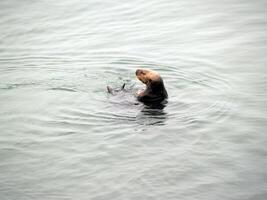 Wild Sea Otter on back looking around photo