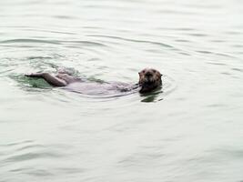 Wild sea otter on back looking photo