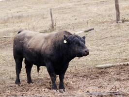 Point Reyes, CA, 2009 - Bull Without Horns In Field With Mud On Hide photo