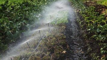 Sprinklers Spraying Water Over Row Of Vegetables photo