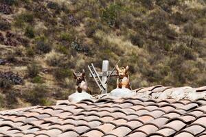 ollantaytambo, Perú, 2015 - dos toros y cruzar ornamento en techo sur America foto