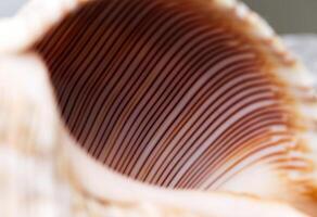 Detail Of Pattern Of Stripes On Sea Shell photo