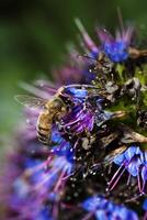 Bee Gathering Pollen From Blue And Purple Flowers photo