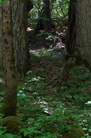 verde maleza en bosque yosemite nacional parque foto