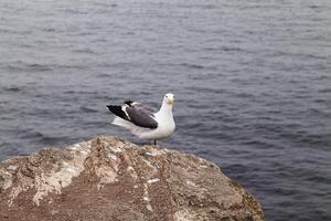 solitario Gaviota en pie en rock mirando a cámara foto