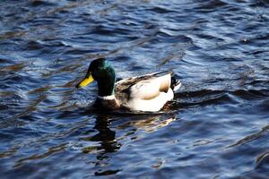 Male Mallard Duck Swimming In American River Sacramento California photo