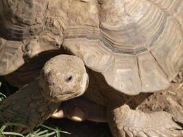 Tight Shot Of Tortoise Head Front Legs And Shell photo