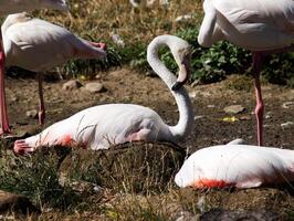 Flamingo Sleeping On Wet Ground Near Pond photo