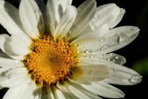 blanco flor con amarillo centrar en oscuro antecedentes foto