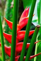 Red Tropical Flower Behind Green Plant Stalks photo