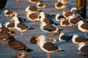 Flock Of Seagulls Standing And Sitting On Dock photo