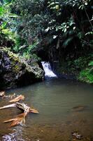 pequeño cascada en medio de negro volcánico rock y tropical plantas foto