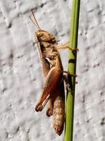 de cerca de saltamontes en verde tallo al aire libre foto